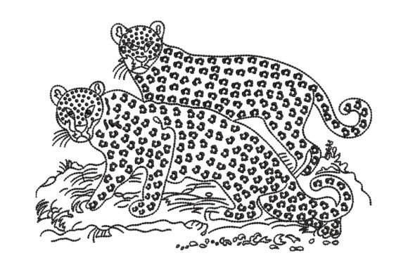 Cheetahs