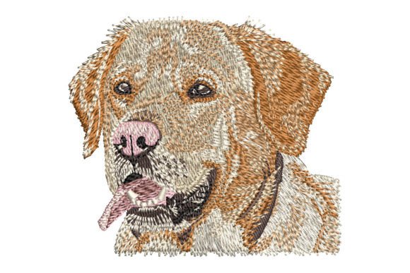 Yellow Labrador Retriever